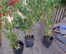 Portuguese Laurel