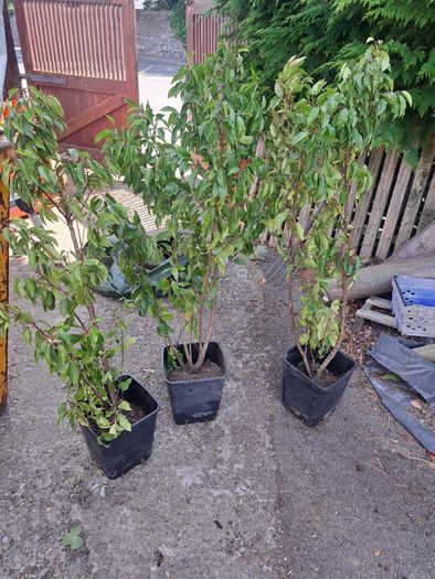 Portuguese Laurel