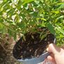 Euphorbia milifera Image 2