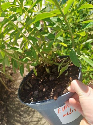 Euphorbia milifera