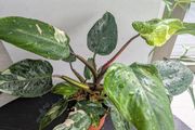 Philodendron White Princess Plant