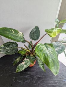 Philodendron White Princess Plant