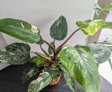 Philodendron White Princess Plant