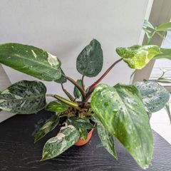 Philodendron White Princess Plant