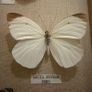 Vintage Framed Real Butterfly Collection With 8 Labelled Specimens Image 5