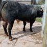 Bull Image 2