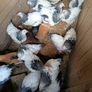 Pullets Image 8