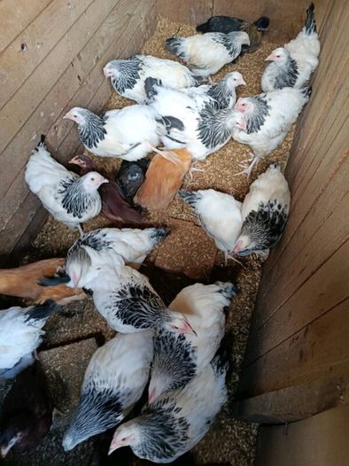 Pullets