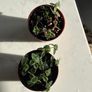 Succulent house plant Image 2