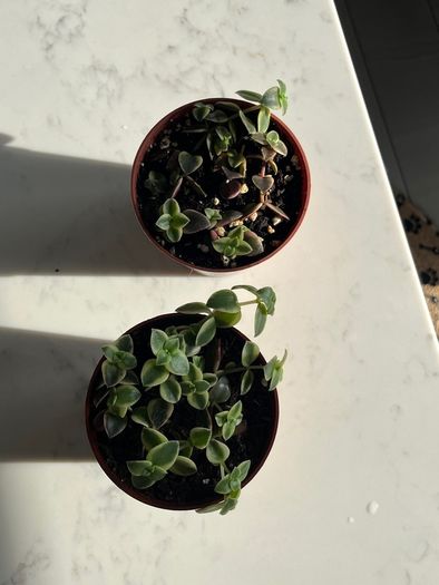 Succulent house plant