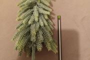 Mini christmas tree for decor