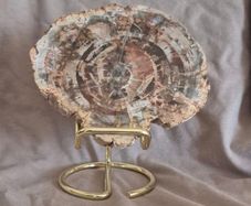 Fossilized wood, Madagascar, Triassic period. With metal display stand.