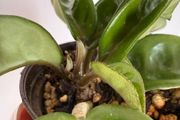 Houseplant Hoya Krinkle 8