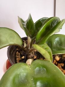 Houseplant Hoya Krinkle 8