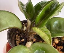 Houseplant Hoya Krinkle 8