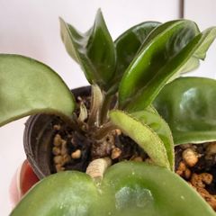 Houseplant Hoya Krinkle 8