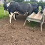 Belgium blue springing heifers Image 4