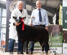 Zwartbles Hogget Ram