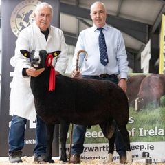 Zwartbles Hogget Ram