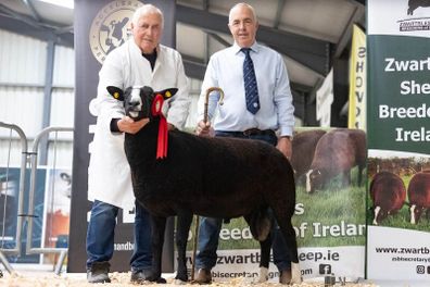 Zwartbles Hogget Ram