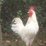 Leghorn Roosters Image 4