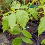 Organic Strawberry Plants Image 5