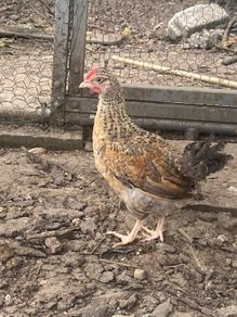 Chickens