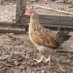 Chickens