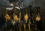 Fresh calved heifers