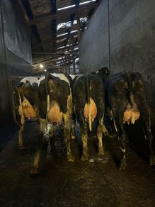 Fresh calved heifers