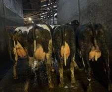 Fresh calved heifers