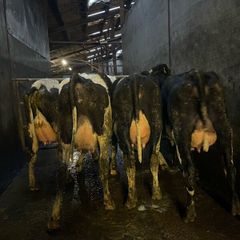 Fresh calved heifers