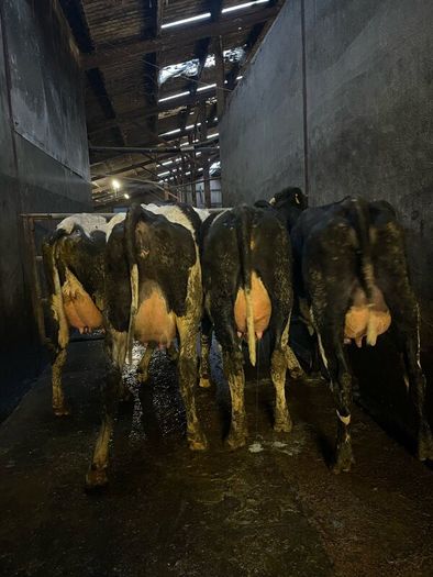 Fresh calved heifers