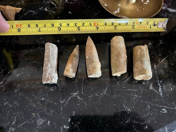 Collection of Belemnite Fossils