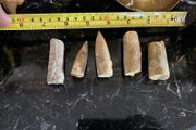 Collection of Belemnite Fossils