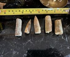 Collection of Belemnite Fossils