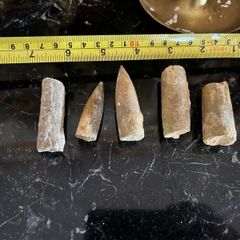 Collection of Belemnite Fossils