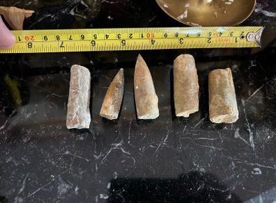 Collection of Belemnite Fossils