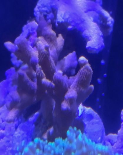 coral