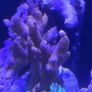 coral Image 8
