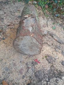 Oak  Logs
