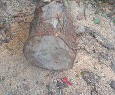 Oak  Logs