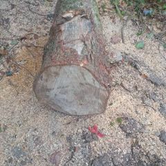 Oak  Logs