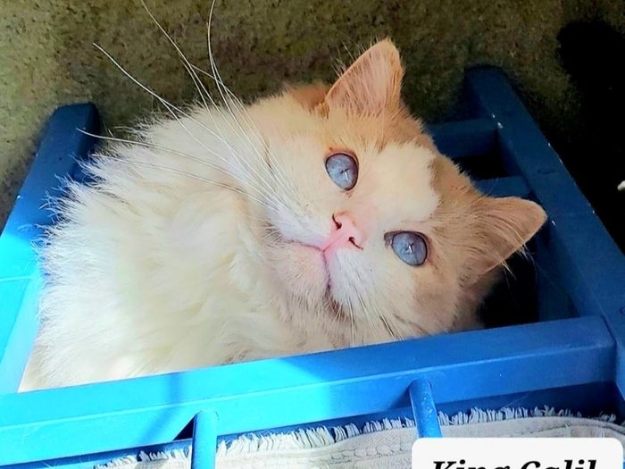 Foster Home Wanted for Sud Ragdoll Cat