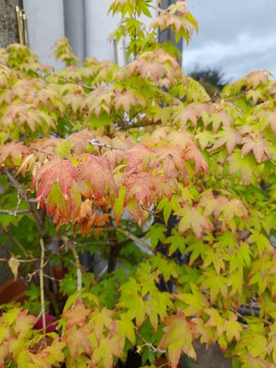 Japanese Maple Tree