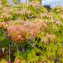 Maple Tree Image 2