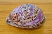 Beautiful Carved Tiger Cowrie Shell