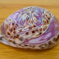 Beautiful Carved Tiger Cowrie Shell