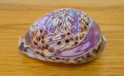 Beautiful Carved Tiger Cowrie Shell