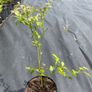 Blueberry bushes 5l pot Image 8